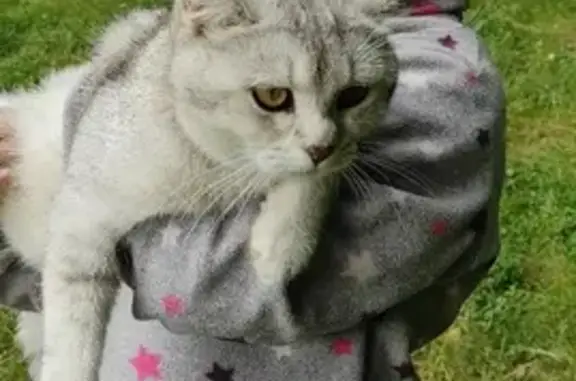 Кот найден в Московской области: ласковый и дружелюбный.