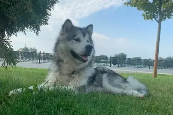 Собака Маламут найдена на Северной улице, Краснодар