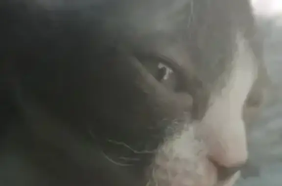 Пропала кошка Серый сфинкс возле 407 дома, найдена и украдена в Стрежевом