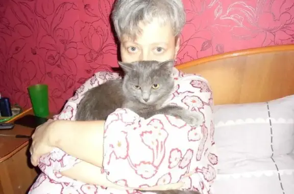 Объявления о пропавших и найденных животных, Москва, фото: Пропала голубая кошка на Ореховом бульваре, дом 14-1.