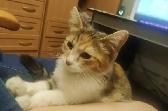 Кошки потеряшки, Новосибирск, фото: Потеряшка кошка Зая на Сибирской 49 в Новосибирске