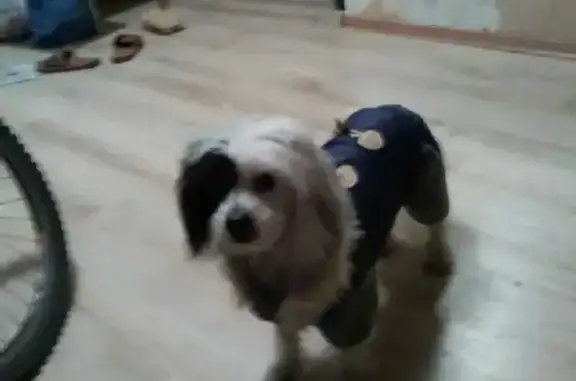 Собаки потеряшки, Санкт-Петербург, фото: Потеряшка собака Тимоша на Захарова 18 к1, СПб