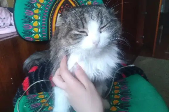 Кошки потеряшки, Екатеринбург, фото: Потеряшка кошка Сима на Социалистической, 3, Екатеринбург