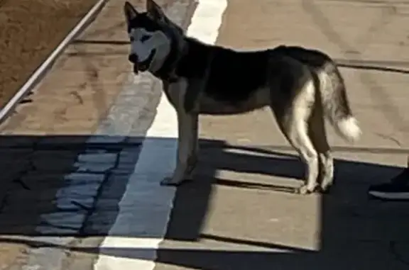 Собака Хаски на платформе Донбасская, Домодедово