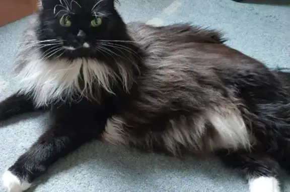 Кошки потеряшки, Москва, фото: Потеряшка кошка Маркиза, Чисто-Перхурово, 46Н-08282