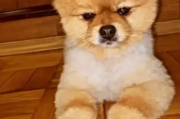 Потерянные животные Липецк, фото: Пропал Шпиц Жора на ул. Яна Фабрициуса, 14 (Липецк)