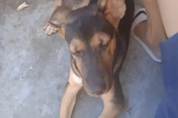 Собака найдена на улице Демьяна Бедного, 20 в Ростове-на-Дону