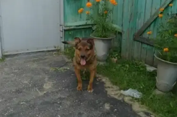Пропала собака Тима на Поселковой улице, Иваново
