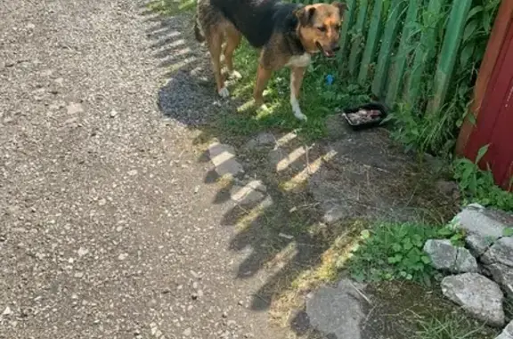 Собака найдена в СНТ Люблинский садовод в Подмосковье