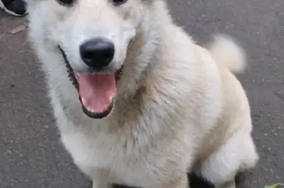 Собака с ошейником найдена в Москве на Большой Академической.