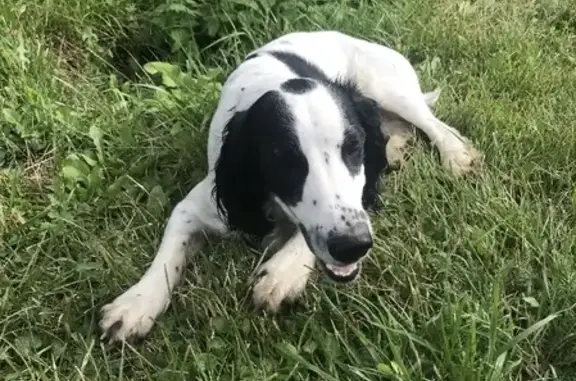 Найдена собака, Косовка, фото: Найдена собака с ошейником на Калужском шоссе