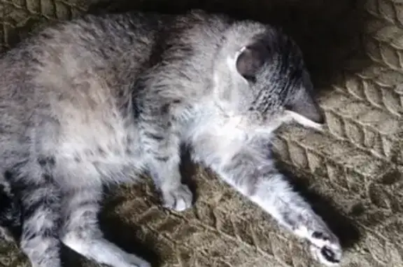 Кошки потеряшки, Новосибирск, фото: Потеряшка кошка Даша, ул. Станиславского 23, Новосибирск