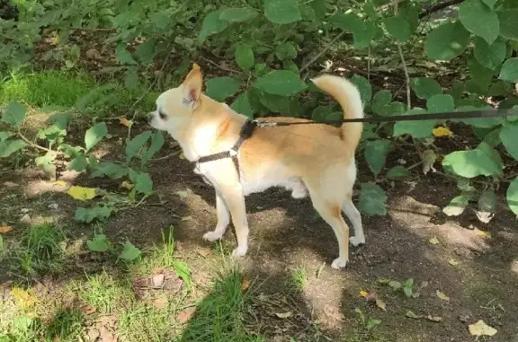 Собаки потеряшки, Санкт-Петербург, фото: Потеряшка собака в Калининском районе, СПб