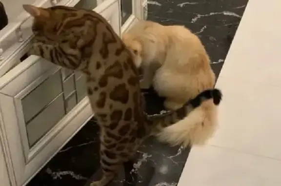 Кошки потеряшки, Беляницкое, фото: Потеряшка кошка Боня, д. Шуринцево, ул. Сельская, Беляницкое с.п.