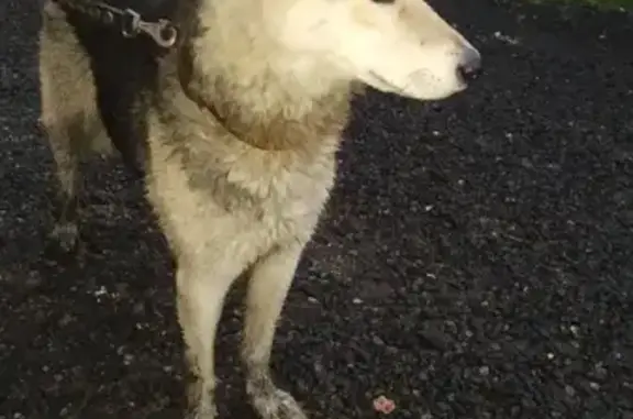 Найдена собака лайка на СНТ Полушкино