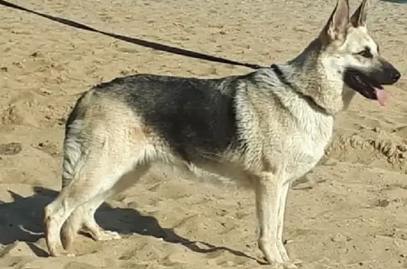 Потерянные животные Липецк, фото: Пропала собака г. Липецк, Сокол, восточно-европейская овчарка