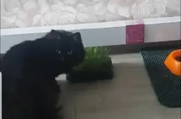 Кошки потеряшки, Краснодар, фото: Потеряшка кошка на ул. Дзержинского, 64/2, Краснодар