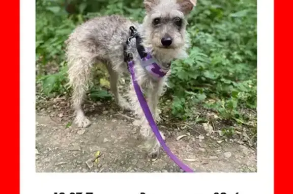 Потерянные животные Москва, фото: Пропала собака на Вернадского, 89 к6, Москва