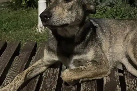 Найдена дружелюбная собака на Театральной площади, Ростов-на-Дону