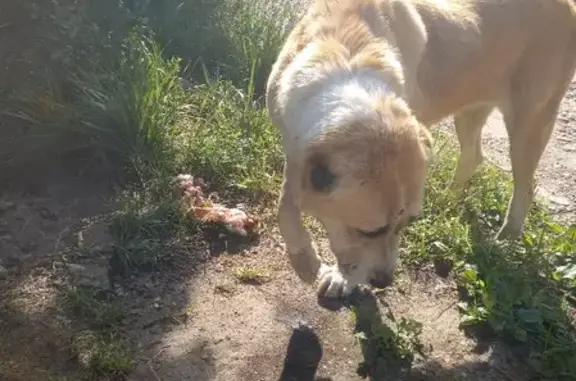 Найдена собака Алабай сука в Ройкинском сельсовете, Нижегородская область