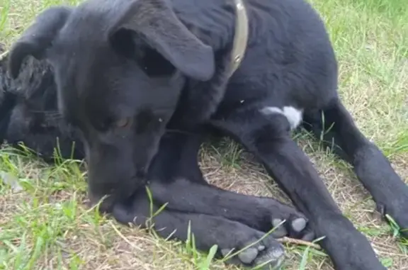 Найдена собака в Хабаровске, девочка, чёрная с белым пятнышком.