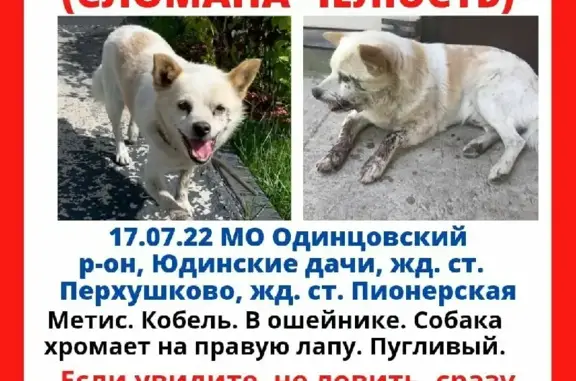 Пропала собака Кобель на Можайском шоссе, Юдино