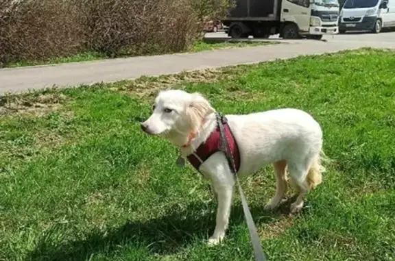 Пропала собака Метис возле м. Измайловская или Черкизовская, вознаграждение гарантировано.