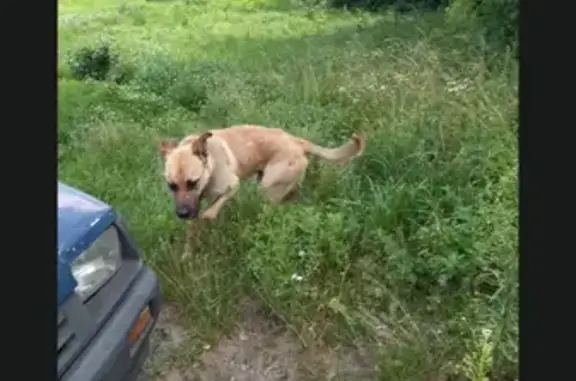 Собака найдена на территории школы 58К-168, Ломовский сельсовет
