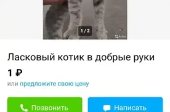 Пропала кошка Тима на проспекте Октября, Саратов