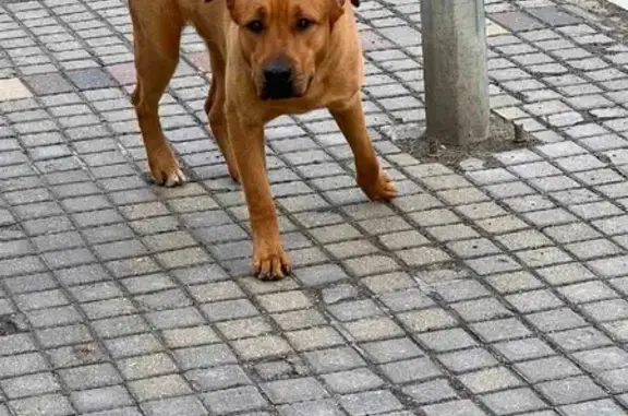 Найден рыжий пёс без ошейника в Отрадном