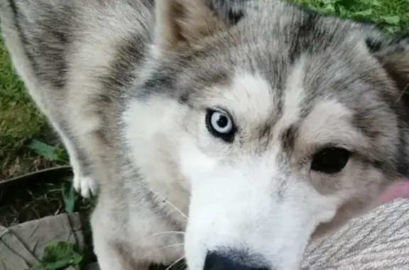 Собаки потеряшки, Москва, фото: Потеряшка собака Хаски в Коломне.