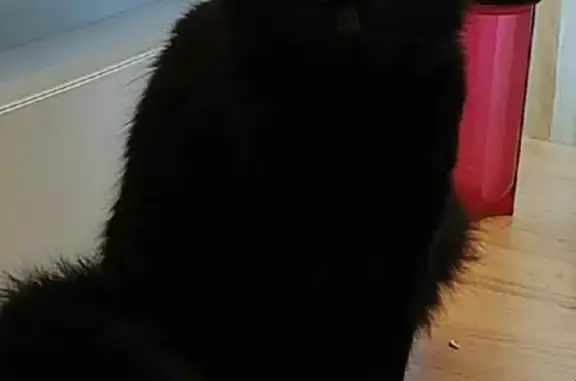 Кошки потеряшки, Санкт-Петербург, фото: Потеряшка кошка на Малой Подьяческой, СПб