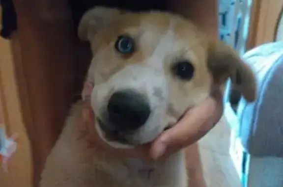 Найдена собака, Таганрог, фото: Найден щенок хаски на улице Калинина