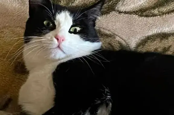 Кошки потеряшки, Екатеринбург, фото: Потеряшка черно-белая кошка, Уральская улица 68/1, Екатеринбург