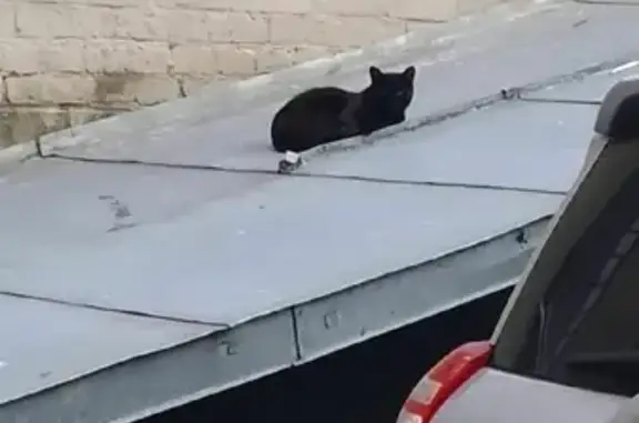 Найдена кошка в Москве, адрес: Староконюшенный переулок, 37