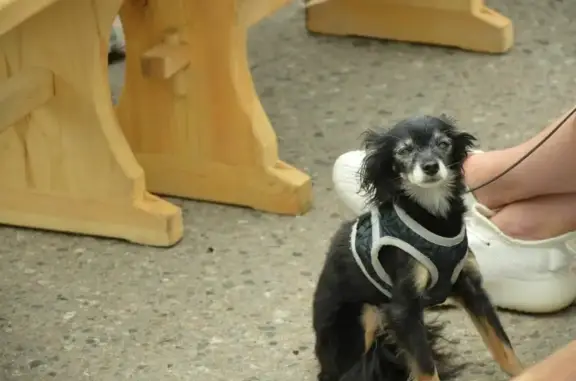 Собаки потеряшки, Санкт-Петербург, фото: Потеряшка тойтерьер Элвис на Яхтенной улице 28, Санкт-Петербург