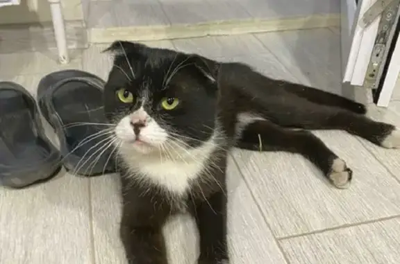 Найдена кошка на 3-й Разъездной улице в Ростове-на-Дону