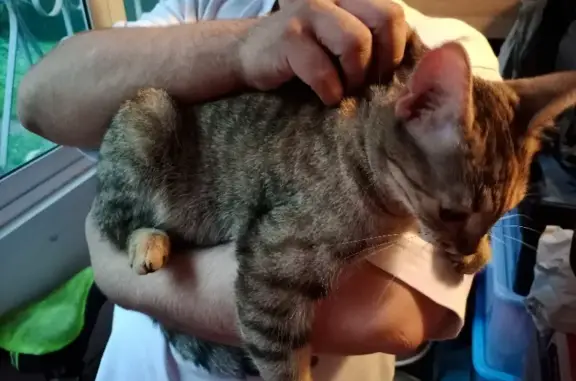 Найдена говорливая и ласковая кошка в Подольске на площади Ленина