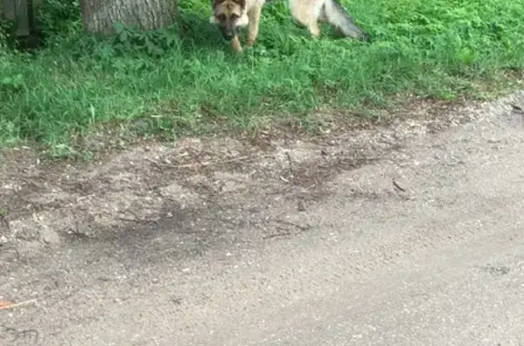Найдена собака на Новой улице, 4 в Конаково