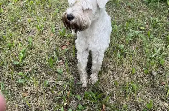 Найдена собака, Москва, фото: Собака без ошейника найдена в Электроуглях на Носовихинском шоссе