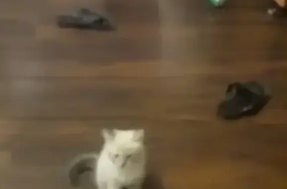 Кошки потеряшки, Екатеринбург, фото: Потеряшка кошка Кефир на Ангарской, 42