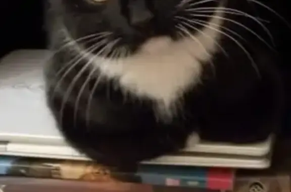 Кошки потеряшки, Белоостров, фото: Потеряшка котик в Белоострове, СПб: Александровское шоссе, 81