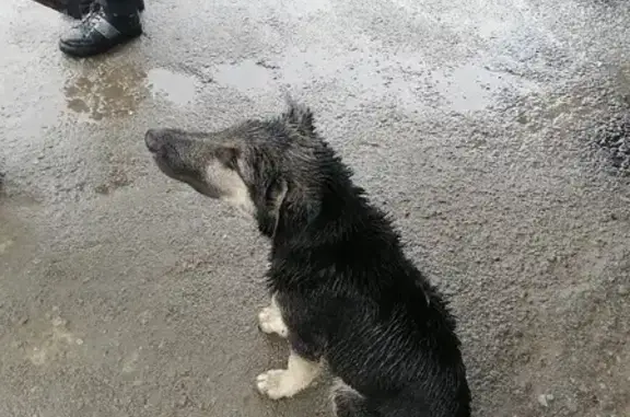 Собака на ул. О. Кошевого, 49 в Липецке