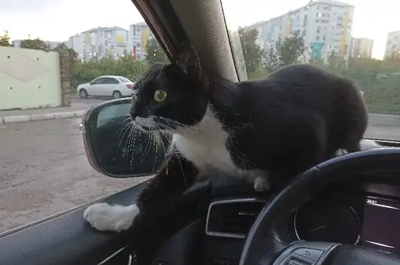 Найден котик на Клыкова, 80!