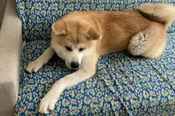 Потерянные животные Анапа, фото: Пропала собака на улице Горького, 30 в Анапе