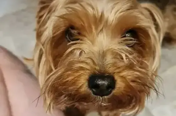 Собаки потеряшки, Санкт-Петербург, фото: Потеряшка собака Фенечка на пересечении Ленина и Большого проспекта, вознаграждение гарантирую