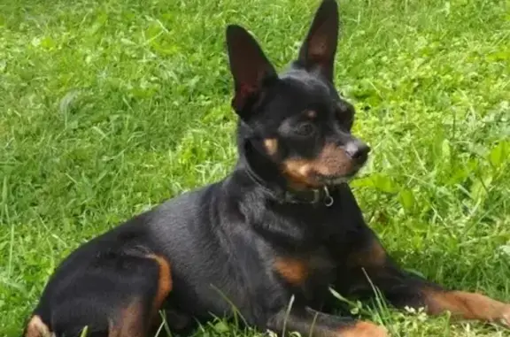 Собака найдена в Ожогино: 46Н-11365.