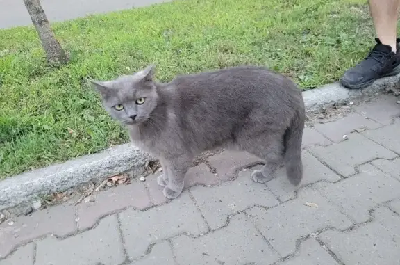 Найдена серая кошка с ошейником: ул. Пушкина, 14