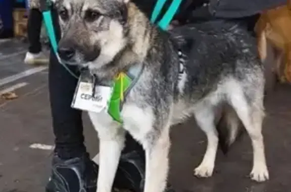 Пропала собака в Зеленограде, 8-ой Микрорайон: помощь нужна!