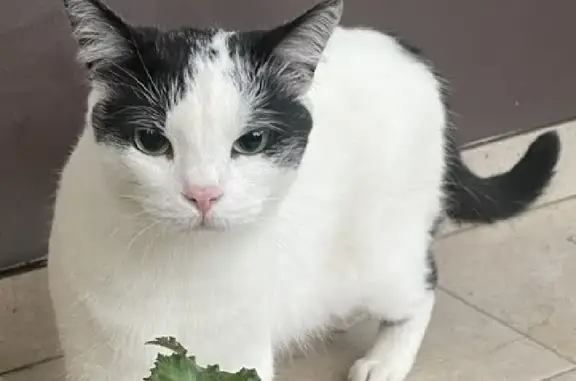 Пропала кошка в Московской области, вознаграждение 50 000